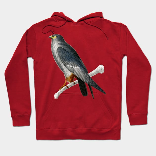 Vintage red-footed falcon bird-animalia clothing Hoodie by Phantom Troupe